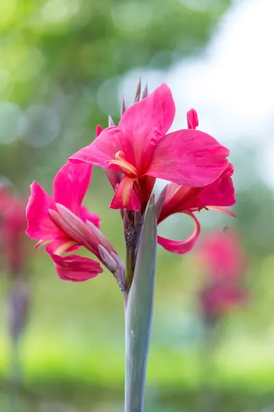 Canna květina zblízka — Stock fotografie