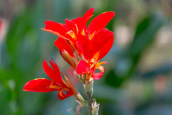 Canna çiçek yakın çekim — Stok fotoğraf