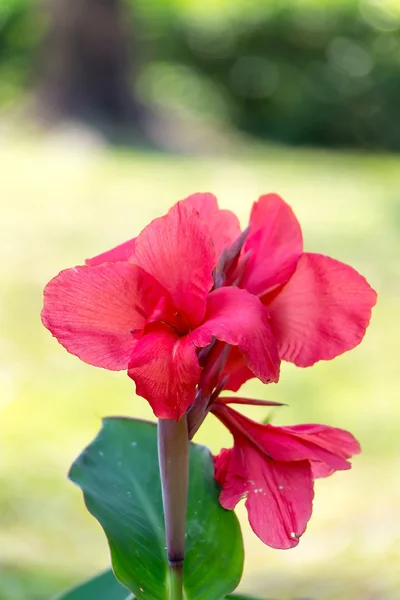 Canna flower close up — Stock Photo, Image