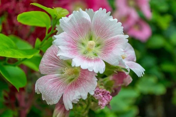 Holly Hock. — Stock Photo, Image