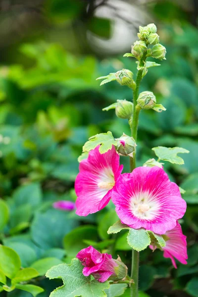 Holly Hock. — Stock Photo, Image