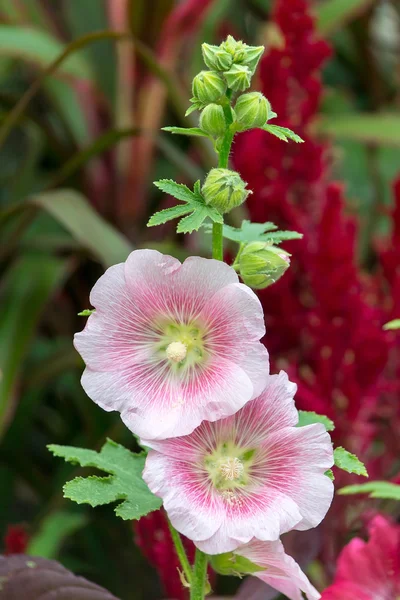 Holly Hock. — Stock Photo, Image