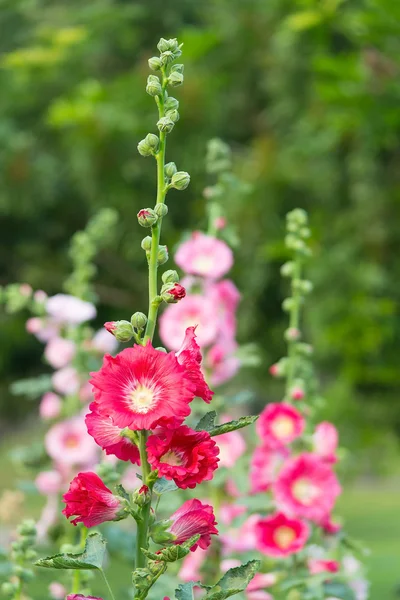 Holly Hock. — Stock Fotó