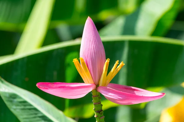 Lotus λουλούδια — Φωτογραφία Αρχείου