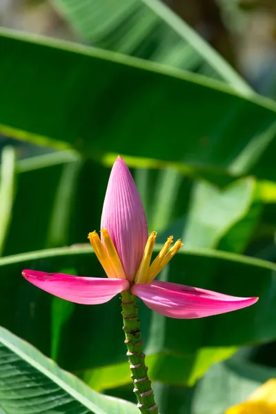 Lotus flowers — Stock Photo, Image