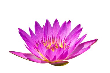 Lotus çiçekleri