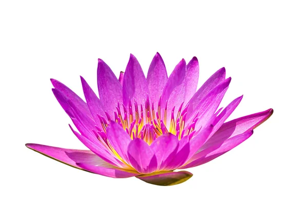 Lotus çiçekleri