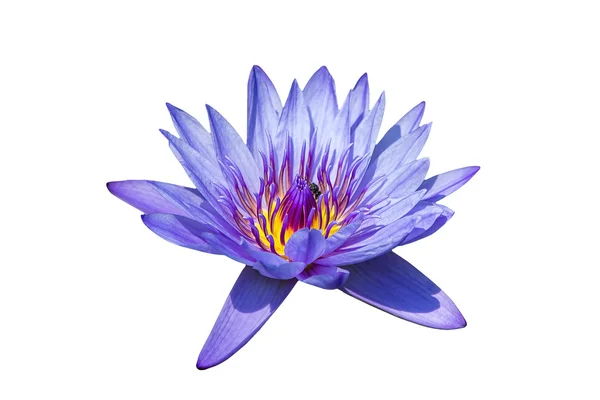 Lotus çiçekleri