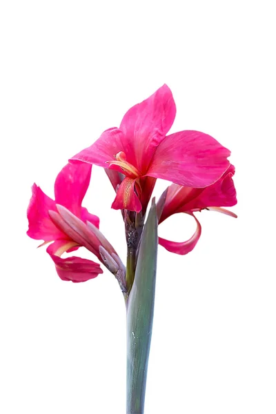 Flor de canna perto — Fotografia de Stock