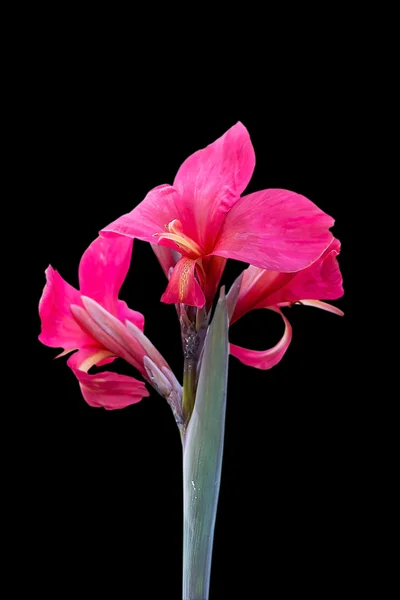 Canna flower close up — Stock Photo, Image