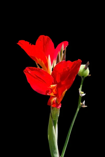 Flor de canna de cerca — Foto de Stock