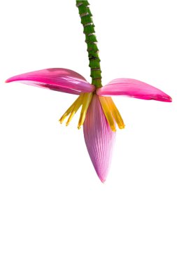 Lotus çiçekleri