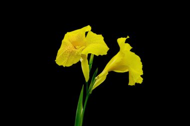 canna çiçek yakın çekim