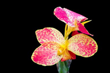 canna çiçek yakın çekim