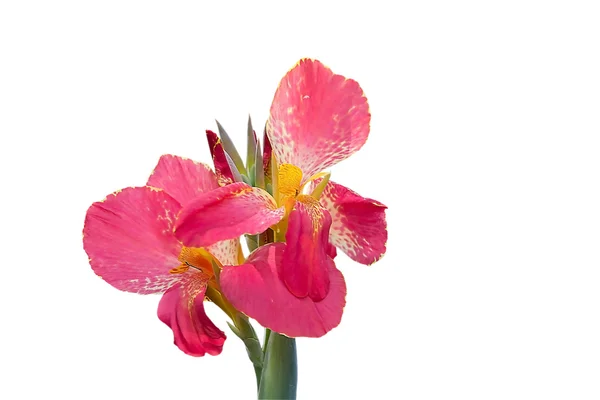 Flor de canna de cerca — Foto de Stock