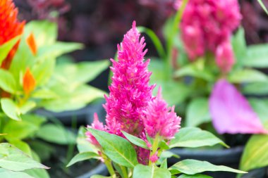 cockscomb renkli çiçekler 