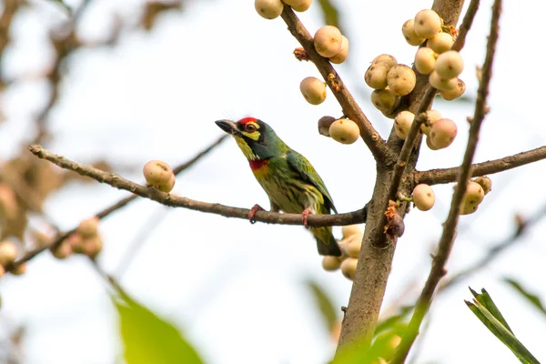 Birds in the park — Stock Photo, Image