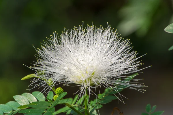 Flowers in the park — Stock Photo, Image