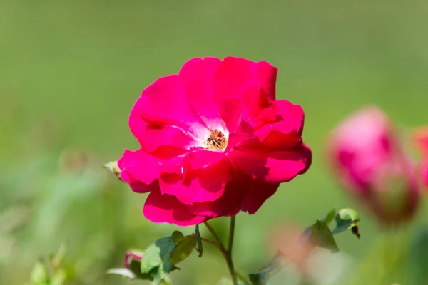 Hermosas rosas en el parque — Foto de Stock
