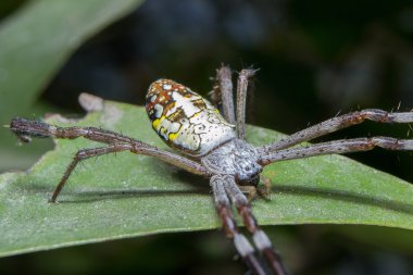 örümcek. yakın çekim.