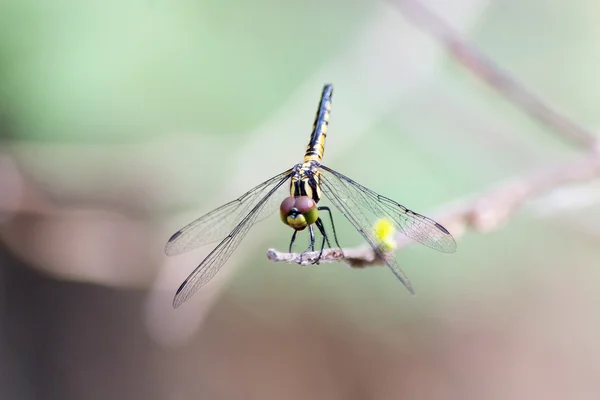 Libelle. Nahaufnahme. — Stockfoto