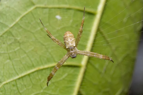 Spinne. Nahaufnahme. — Stockfoto