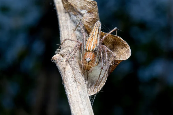 Araña. De cerca. . — Foto de Stock