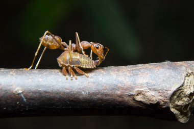 Karıncalar yaprak biti. yakın çekim.
