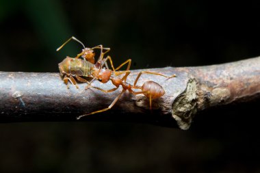Karıncalar yaprak biti. yakın çekim.