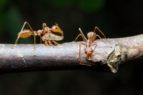 Myror bladlössen. närbild. — Stockfoto