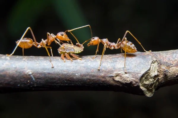 Mravenci mšice. zblízka. — Stock fotografie