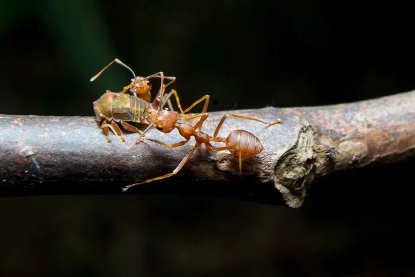 Myror bladlössen. närbild. — Stockfoto