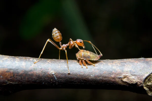 Afidi delle formiche. Da vicino. . — Foto Stock