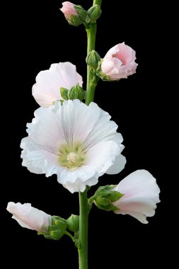 Holly Hock.