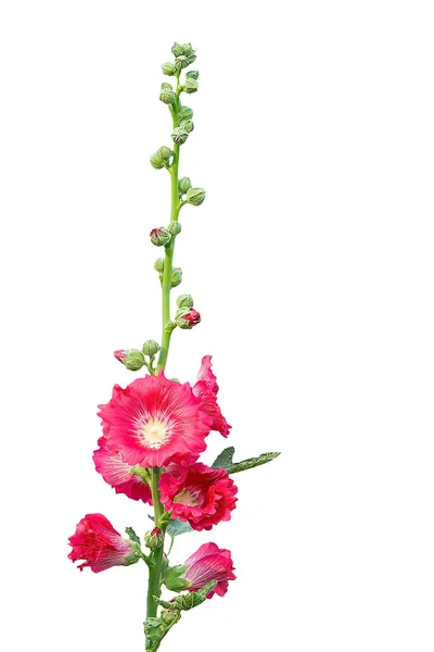 Holly Hock. . — Fotografia de Stock