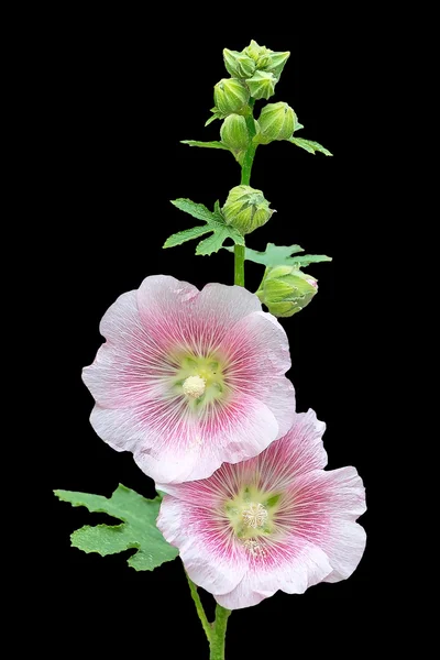 Holly Hock. . — Fotografia de Stock