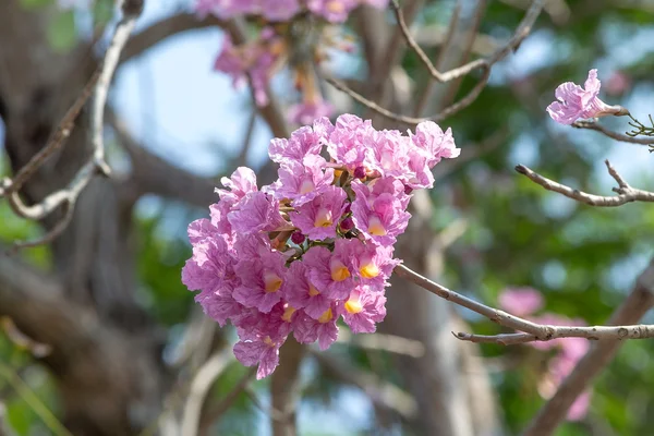 Pink pantip tree — Stock Photo, Image