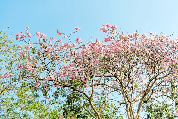 Rosafarbener Pantoffelbaum — Stockfoto