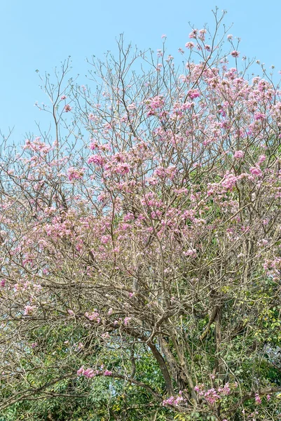 Pink pantip tree — Stock Photo, Image