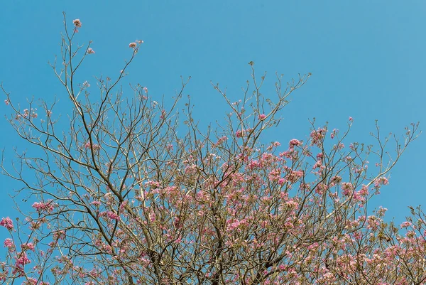 Pink pantip tree — Stock Photo, Image