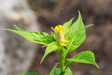 cockscomb renkli çiçekler 
