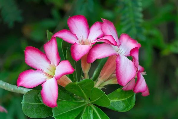 沙漠玫瑰一朵，与美丽的七彩花朵的植物. — 图库照片