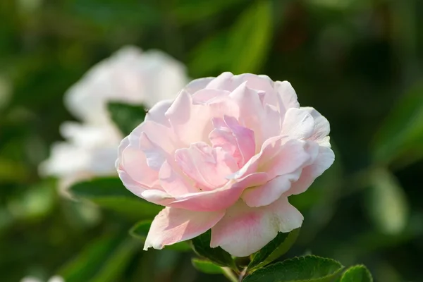 Hermosas especies de rosa patrimonio con flores perfumadas que florecen en — Foto de Stock