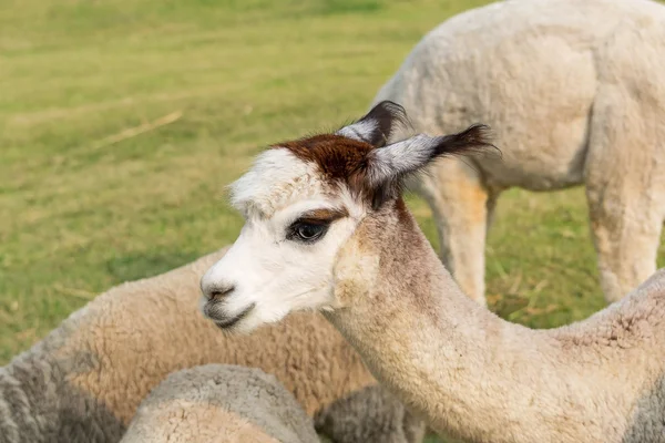 Alpaca, pacos de vicugna — Fotografia de Stock