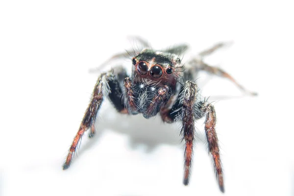 Pavouk. zblízka. — Stock fotografie