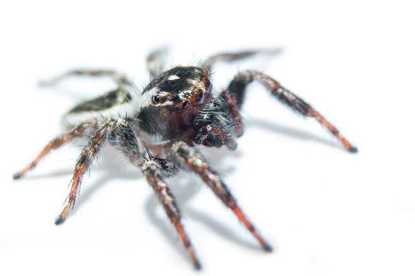 거미입니다. 가 까이 서. — 스톡 사진