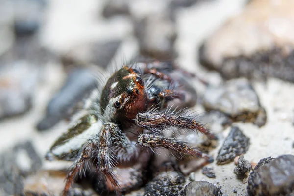 Aranha. Fechar . — Fotografia de Stock