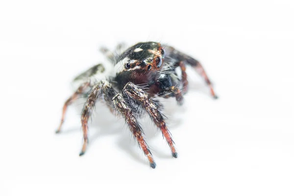 Araña. De cerca. . — Foto de Stock