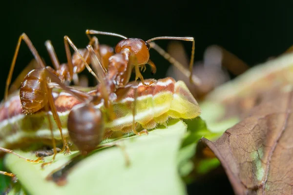 Mravenci mšice. zblízka. — Stock fotografie