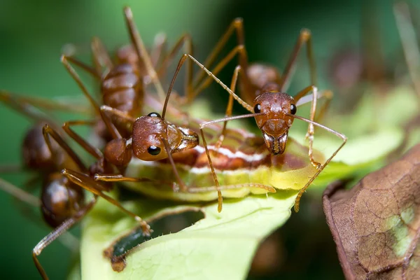 Myror bladlössen. närbild. — Stockfoto